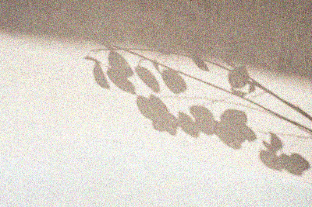Image d'une plante sèche projetant une ombre délicate sur un fond beige, baignée par la lumière du soleil. Cette scène évoque la beauté intemporelle et la simplicité de la nature, capturant l'équilibre entre fragilité et solidité.